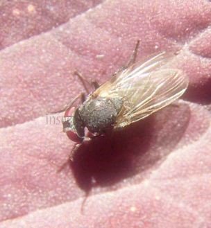 Chamaemyiidae-4