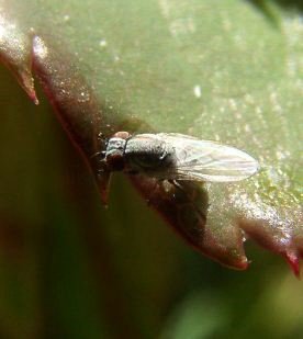 Chamaemyiidae-5