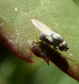 Leucopis bellula-7