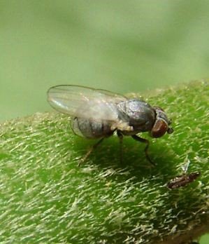 Leucopis bellula-1