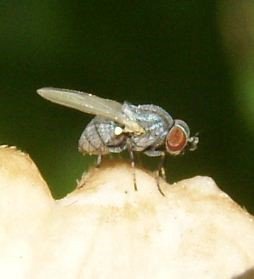 Leucopis bellula-2