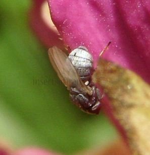 Leucopis bellula-3