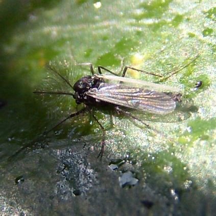 Chaoborus crystallinus