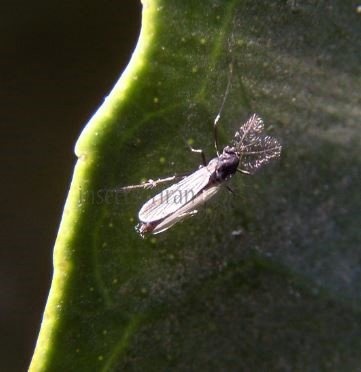 Chaoborus crystallinus-3