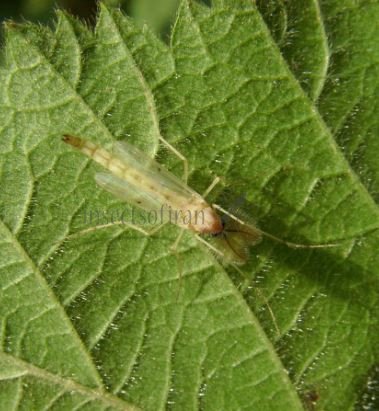 Chaoborus sp