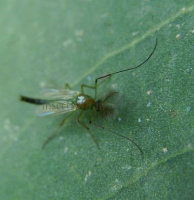 Chaoborus sp-1