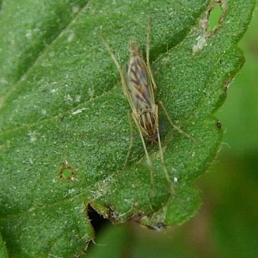 Camptochironomus sp-1