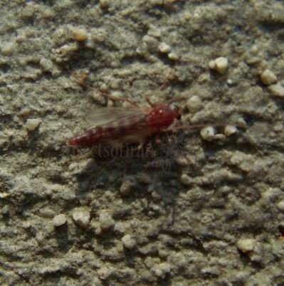 Chironomidae-2