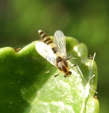 Chironomidae-3