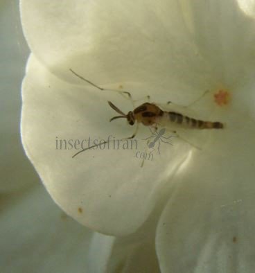 Chironomidae-4