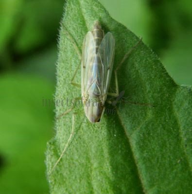 Chironomidae-5