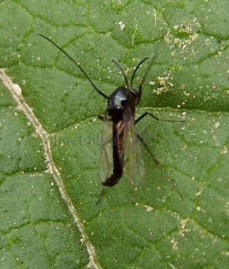 Chironomidae-6
