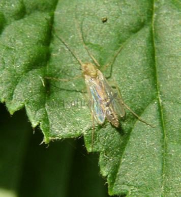 Chironomidae-7
