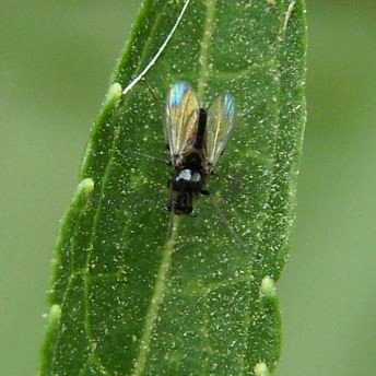 Chironomidae-8
