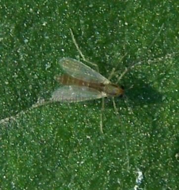 Chironomidae-9