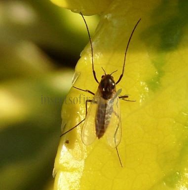 Chironomidae-10