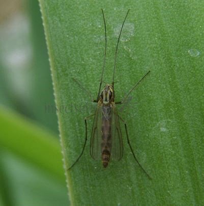 Camptochironomus sp-2