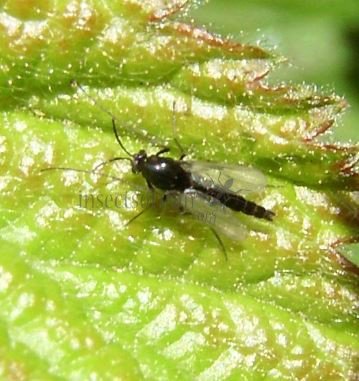 Chironomus   ochreatus-2