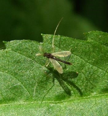 Chironomus   ochreatus-3