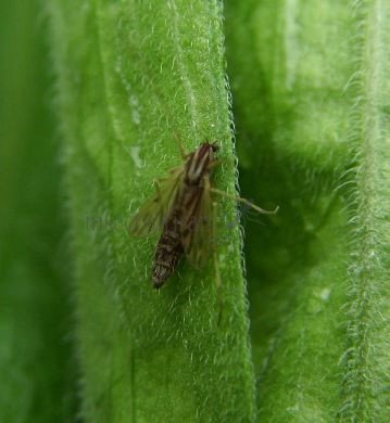 Camptochironomus sp-3