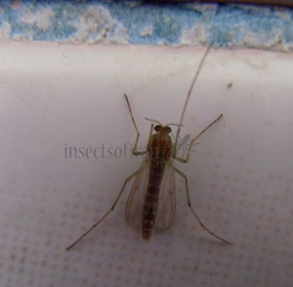 Chironomus sp-2