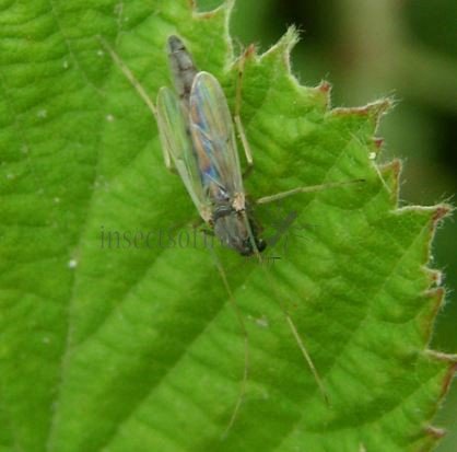 Chironomus sp-3