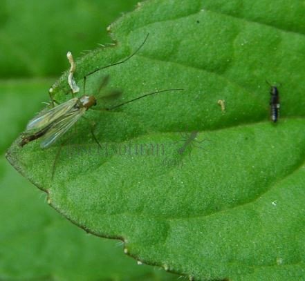Chironomus sp-4