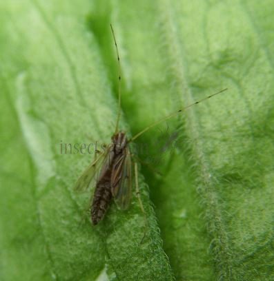 Camptochironomus sp-4