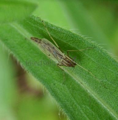 Camptochironomus sp-5