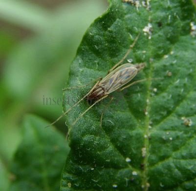 Camptochironomus sp-6