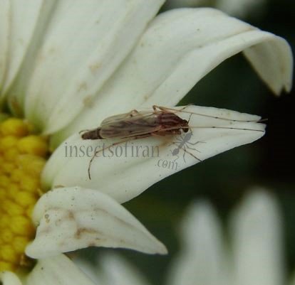 Camptochironomus sp-7