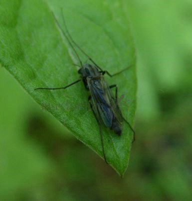 Camptochironomus sp-8