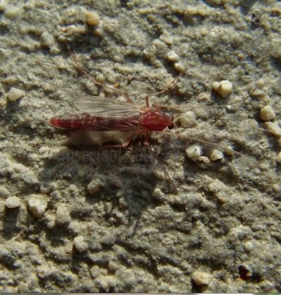 Chironomidae-1