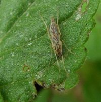 Chironomidae-پشه