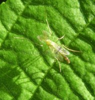 Chironomus axarus-5