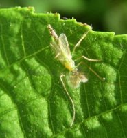 Chironomus axarus-6