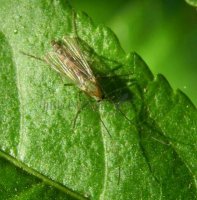 Chironomus circumdatus