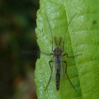 Chironomus decorus-1