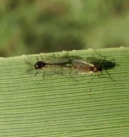 Chironomus plumosus