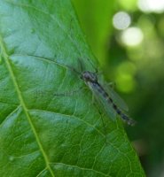 Chironomus plumosus-2