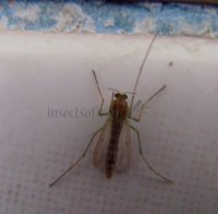 Chironomus sp-2