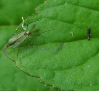 Chironomus sp-4
