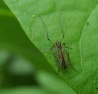 Chironomus stigmaterus