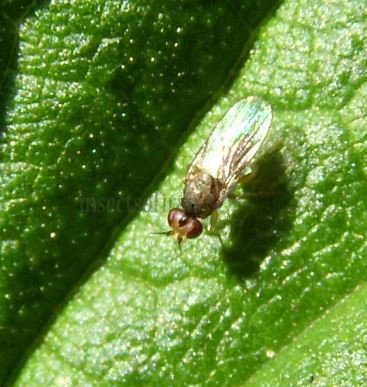 Cetema elongatum