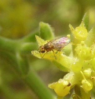 Chlorops hypostigma -2