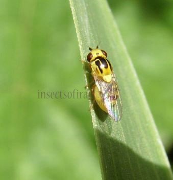 Chlorops hypostigma-3