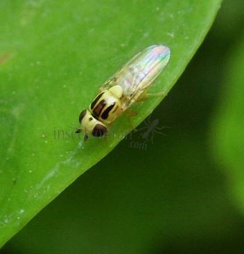 Chlorops hypostigma-4