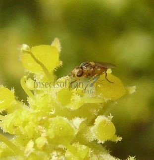 Chlorops hypostigma-5