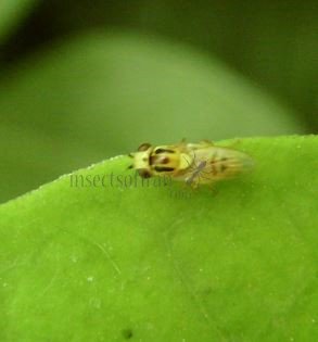 Chlorops hypostigma-6
