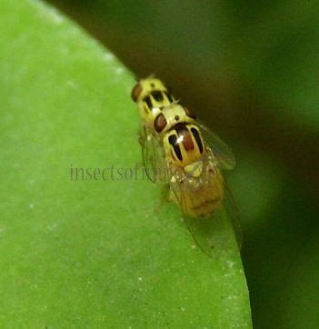 Chlorops hypostigma-7